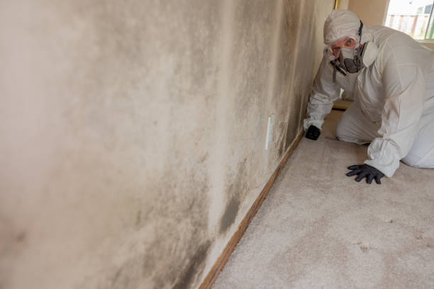 Professional Mold Removal in Trevose, PA